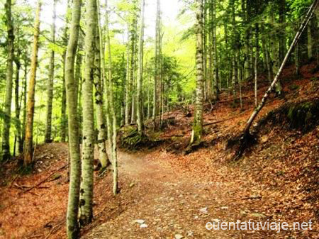 Bosque de las Hayas, Ordesa.